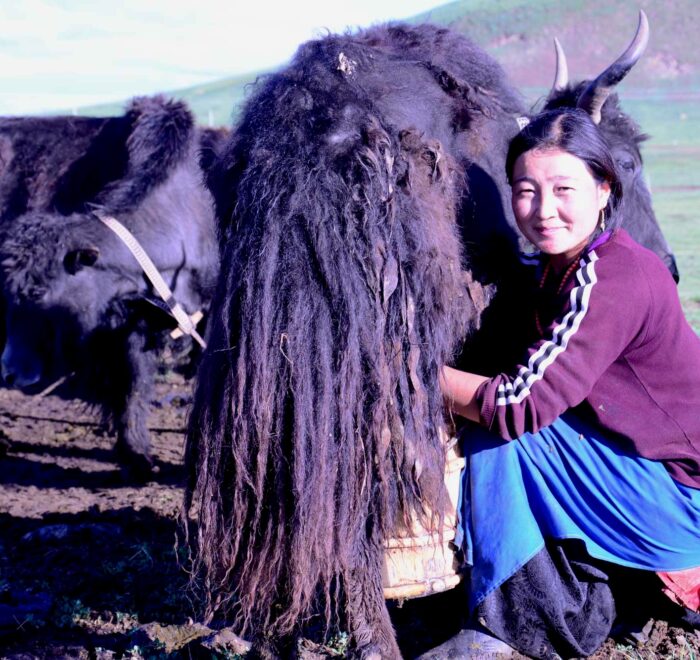 Amdo travel guide, Amdo travel, Amdo Tibetan Family Homestay