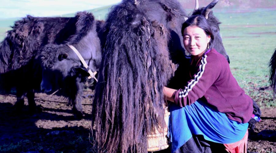 Amdo travel guide, Amdo travel, Amdo Tibetan Family Homestay