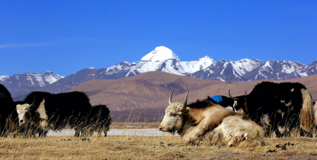 Kailash lhasa tour