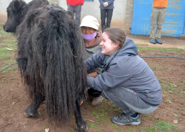 Milking Female Yak, Gallery