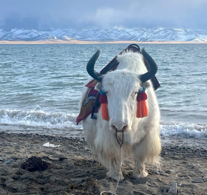 A white yak standing in front of the shimmering blue waters of Namtso Lake with a backdrop of snow-capped mountains.