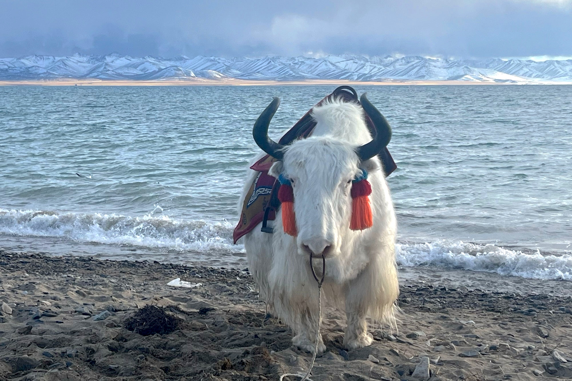 A white yak standing in front of the shimmering blue waters of Namtso Lake with a backdrop of snow-capped mountains.